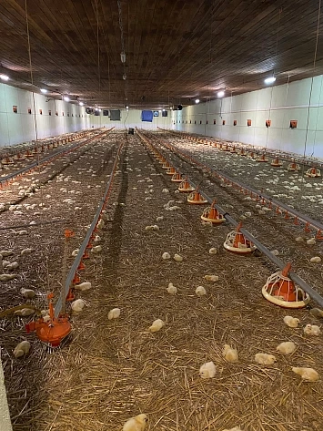 Hala pro výkrm kuřat - 780 m2